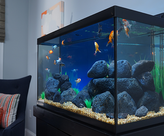 Tetra fish with goldfish hot sale